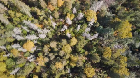 Top Down Autumn Forest Stock Footage 337227052