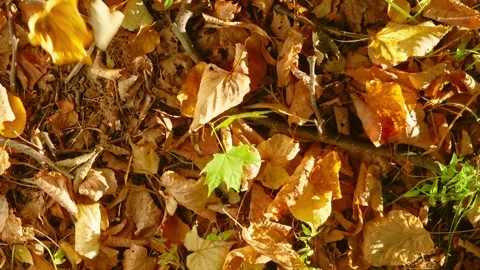 Top-down autumn leaf litter with green seedling and subtle wind-driven leaf shif Stock Footage 345398181