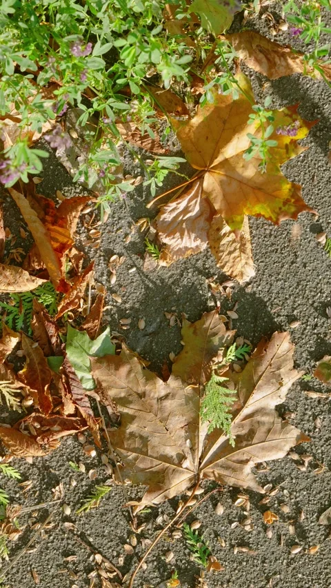 Top-down autumn leaves and small plants on sunlit asphalt with subtle shifting s Stock Footage 345398891