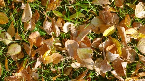 Top-down autumn leaves falling and settling on green lawn with sunlight highligh Stock Footage 345402235