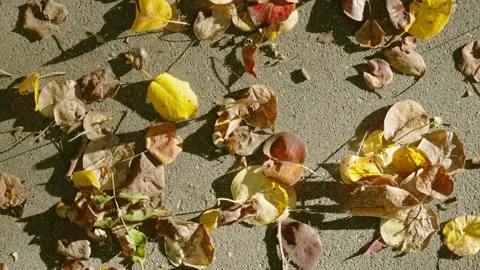 Top-down autumn leaves scattered across sunlit pavement with crisp shadows and s Stock Footage 345399302