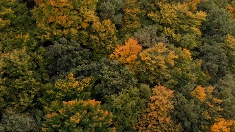 Top down autumn wood. Nature background. Aerial top view of autumn forest with Stock Footage 126267341