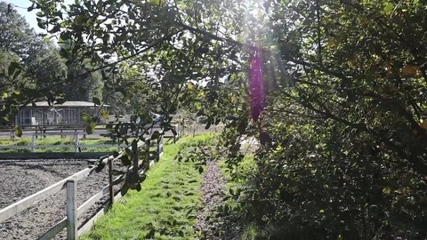 Top down autumnal camera movement in the sun Stock Footage 97000373