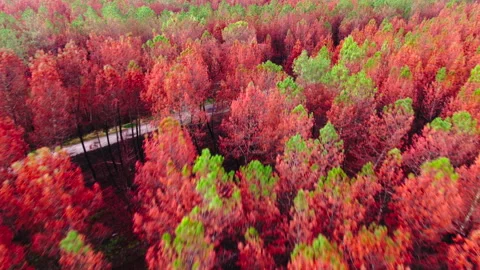 Top-down backward tracking at tree level of orange and green trees, Gironde Видео 332065429
