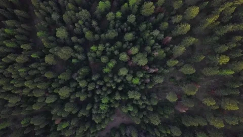 Top Down Beautiful Alpine Treetops, 4K Aerial Stock Footage 134421399