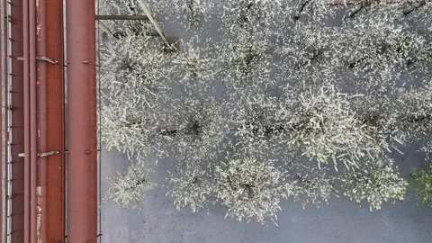 Top Down Blossoms Beside Rusted Pipe Structure Видео 335377745