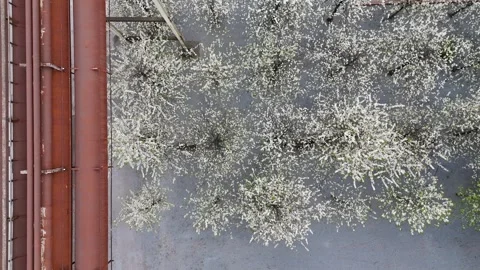Top Down Blossoms Beside Rusted Pipe Structure Stockbeeldmateriaal 336227215