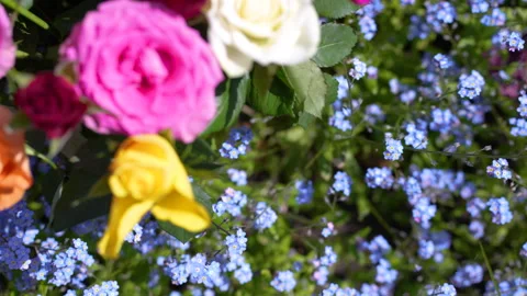 Top-Down of Blue Forget-Me-Nots and selection of colourful roses with focus pull Video stock 240513945