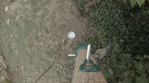 Top Down Blue Tit Seed Feeder #1 Stock Footage 232812018