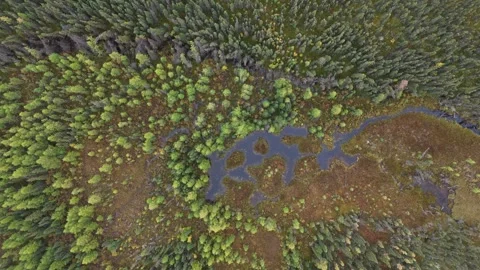 Top Down Boreal Forest Northern Manitoba Canada Aerial Drone Forward Over Swamp Vídeo Stock 333475702