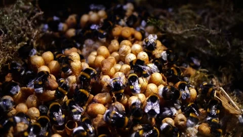 Top-Down Bumblebee Nest – 4K Cinematic Slider Footage (Bombus terrestris) Stock-Footage 320671555