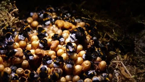 Top-Down Bumblebee Nest – 4K Cinematic Slider Footage (Bombus terrestris) 動画素材 320671557