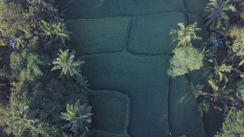 Top down camera footage of the green eco farming, rice plantation Stock Footage 100277682