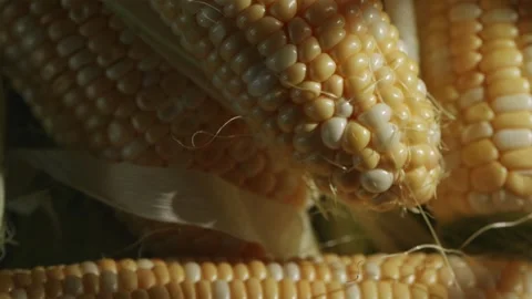 Top down camera motion revealing husked sweetcorn cobs Video stock 343403446
