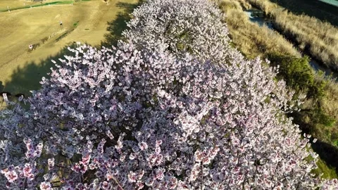 Top Down Cherry Blossoms | Bird's Eye View | Spring - 4K Aerial Video Stock Footage 333195749