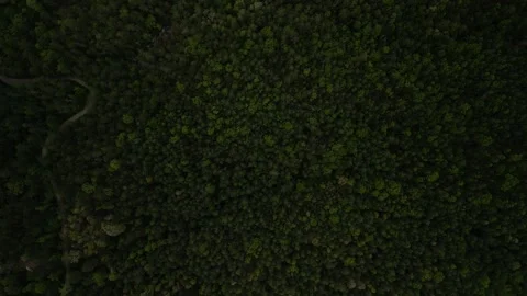 Top down circling aerial of tree tops in Southern Appalachian Mountains in NC Stock Footage 307563206