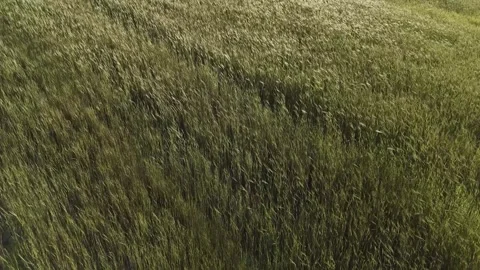 Top Down Close Up Aerial View of Wind Blowing Across Wheat Field Stock Footage 346600457