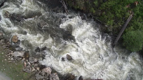 Top down close up aerial of white water creek in pine tree forest in Idaho Stock Footage 203928105