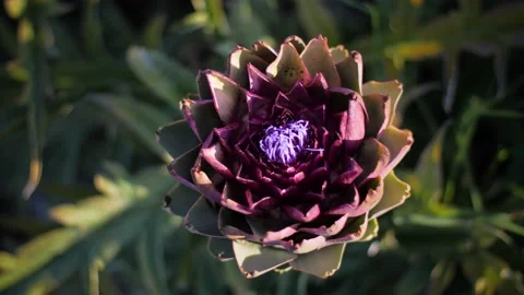 Top down close up of beautiful globe artichoke flower during sunset. Vídeos de archivo 157407531