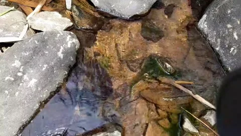 Top Down Close Up Clear Stream Water Flowing Over Colorful Rocks 4K Видео 343077044