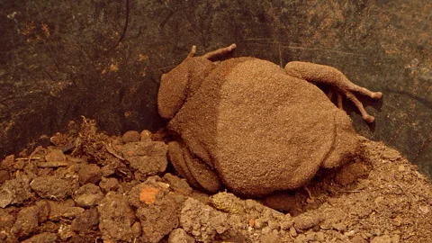 Top Down Close Up of Frog Covered in Dry Soil Camouflaged Against Dirt Surface I Stock Footage 331020791