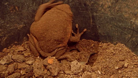 Top Down Close Up of Frog Moving Legs Covered in Soil While Shifting Position in Stock Footage 331021733