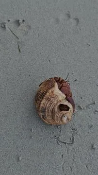 Top-down close-up of a hermit crab tucked inside its spiral shell resting Foto stock