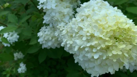 Top Down Close Up of Hydrangea Paniculat... | Stock Video | Pond5