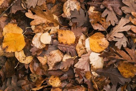 A top-down close-up of mixed oak and birch leaves in shades of brown, orang.. Stock Photos