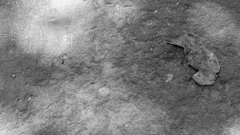 A top down close up monochrome view captures withered dead leaves resting o.. Stock Photos