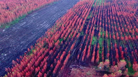 Top-down close-up pan from forest to deforested area, Gironde Stock Footage 332065767