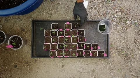 Top down close up shot of a tray full of marijuana clones ready to transplant Stock Footage 235567581