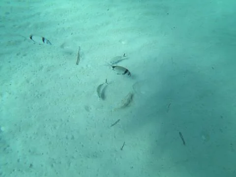 Top Down Close-up of Small Fish Swimming Over Sandy Seabed Stock Photos