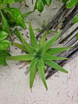 Top-Down Close-Up of a Spiky Succulent Plant Growing in White Tropical Beach Stock Photos