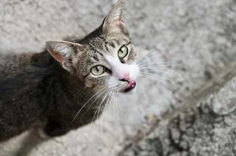 Top-Down Close-Up of Tabby and White Stray Cat Resting on Concrete Ground w.. Fotos Stock