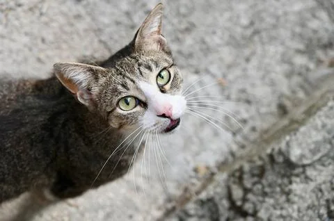 Top-Down Close-Up of Tabby and White Stray Cat Resting on Concrete Ground with Stock Photos