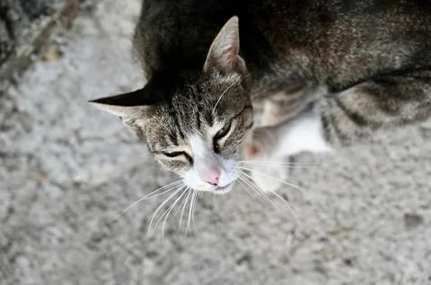 Top-Down Close-Up of Tabby and White Stray Cat Resting on Concrete Ground with Stock Photos