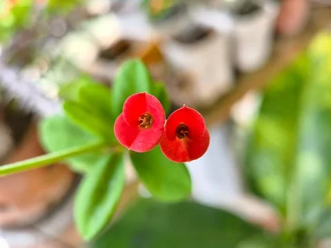 Top-down close-up of two perfect red Crown of Thorns flowers (Euphorbia mil.. Stock Photos