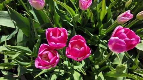 Top-down close-up of vibrant pink tulips blooming in garden Stock Footage 319511694