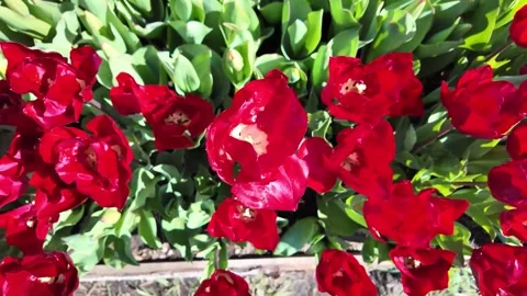 Top-down close-up of vibrant red tulips blooming in sunlight Stock Footage 319511701