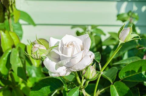 Top down, close up view of a blooming hybrid tea rose. This bloomed flower is Stock Photos