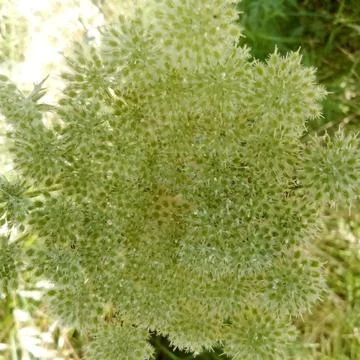 A top-down, close-up view of a blooming plant, Stock Photos