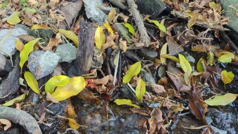 A top down close view captures vibrant yellow leaves scattered over wet riv.. Stock Footage 339375516