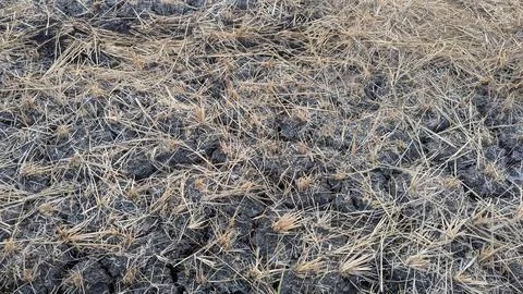 A top down close up view captures a field of dry cracked earth covered with.. Fotos de archivo
