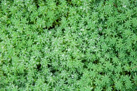 Top down close up view of a dense mat of tiny green sedum succulent plants .. Fotos Stock