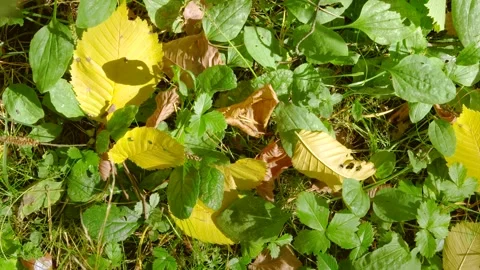 Top-down close view of forest floor with fallen yellow leaves among green ground Stock Footage 345487550
