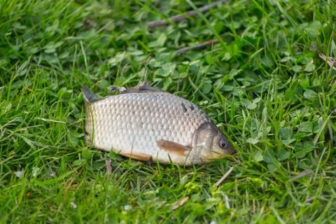 Top down close up view of river fish bream or carp lying on green grass Stock Photos