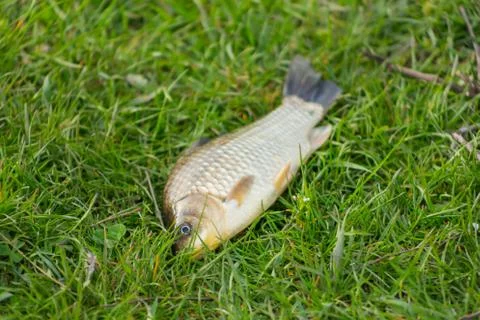 Top down close up view of river fish bream or carp lying on green grass Stock Photos