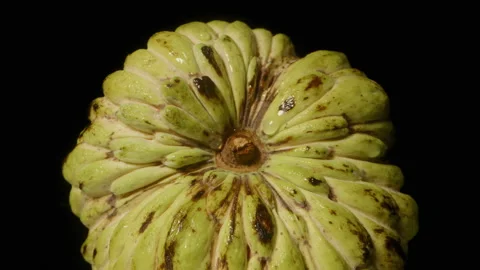 Top Down Close View of Sugar Apple Skin Pattern and Texture on Glossy Black Stock Footage 314433093