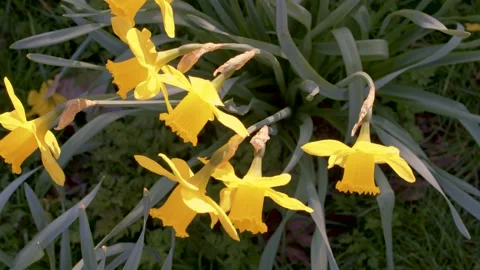 Top down close up of yellow daffodils in a park in spring time on a sunny day Stock Footage 150907852